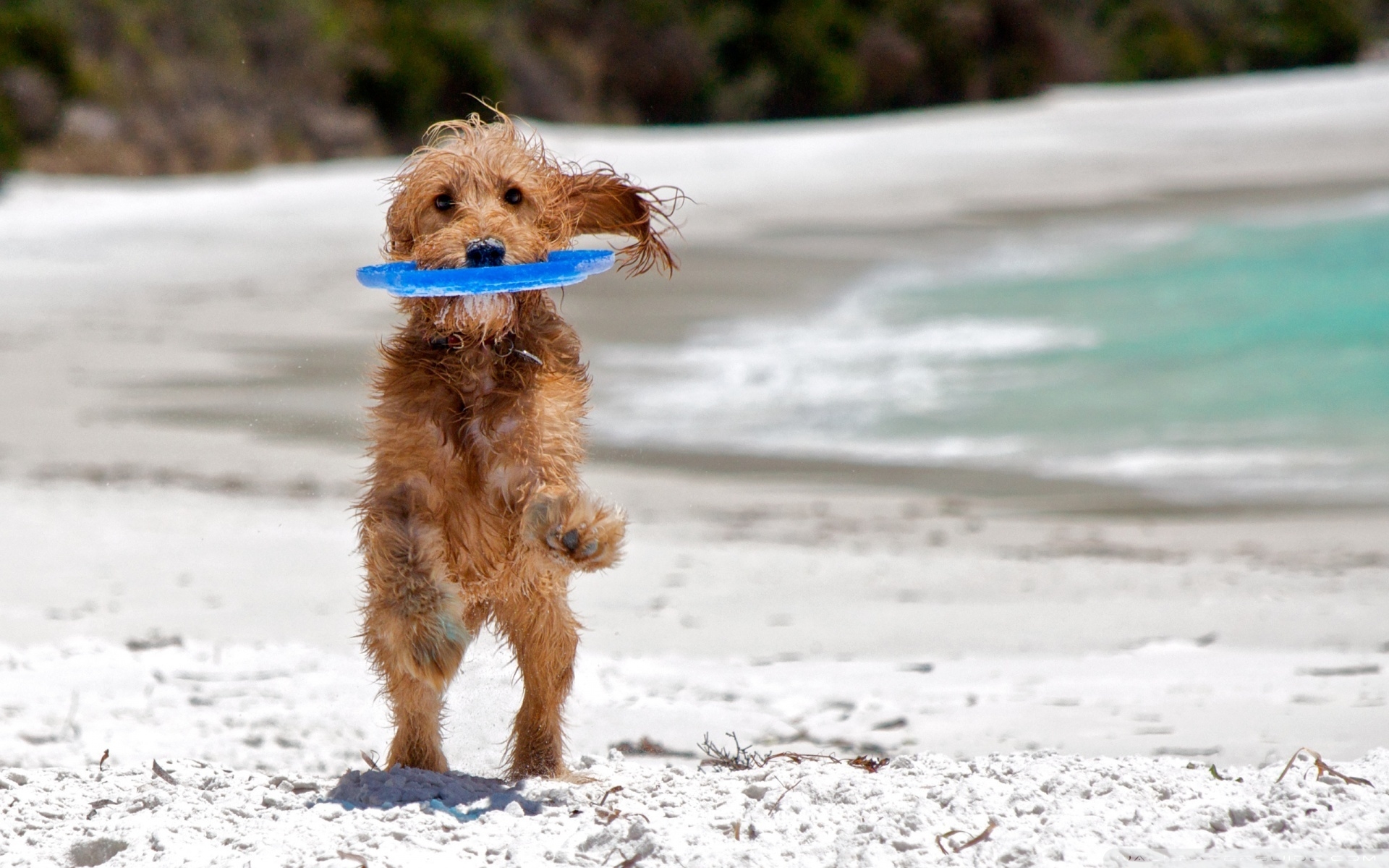 ll “Summer dog beach” a Locri dal 3 agosto… tutti i week-end i protagonisti saranno i migliori amici dell’uomo