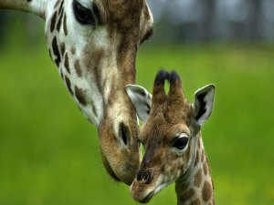giraffa-cucciolo-1024x768