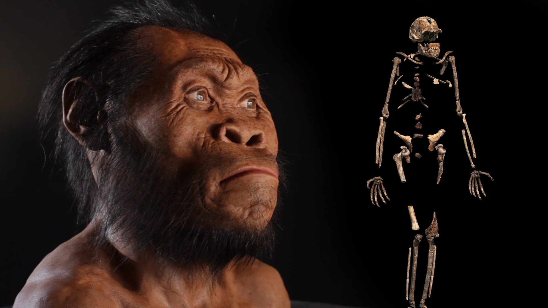 l’Homo naledi e lo scompiglio fra paleontologi
