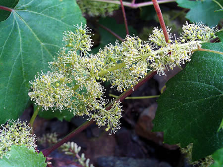 vitis_vinifera