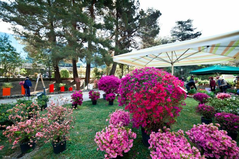 16 e 17 aprile, “Di rara pianta” anima l’antico giardino botanico di Bassano del Grappa