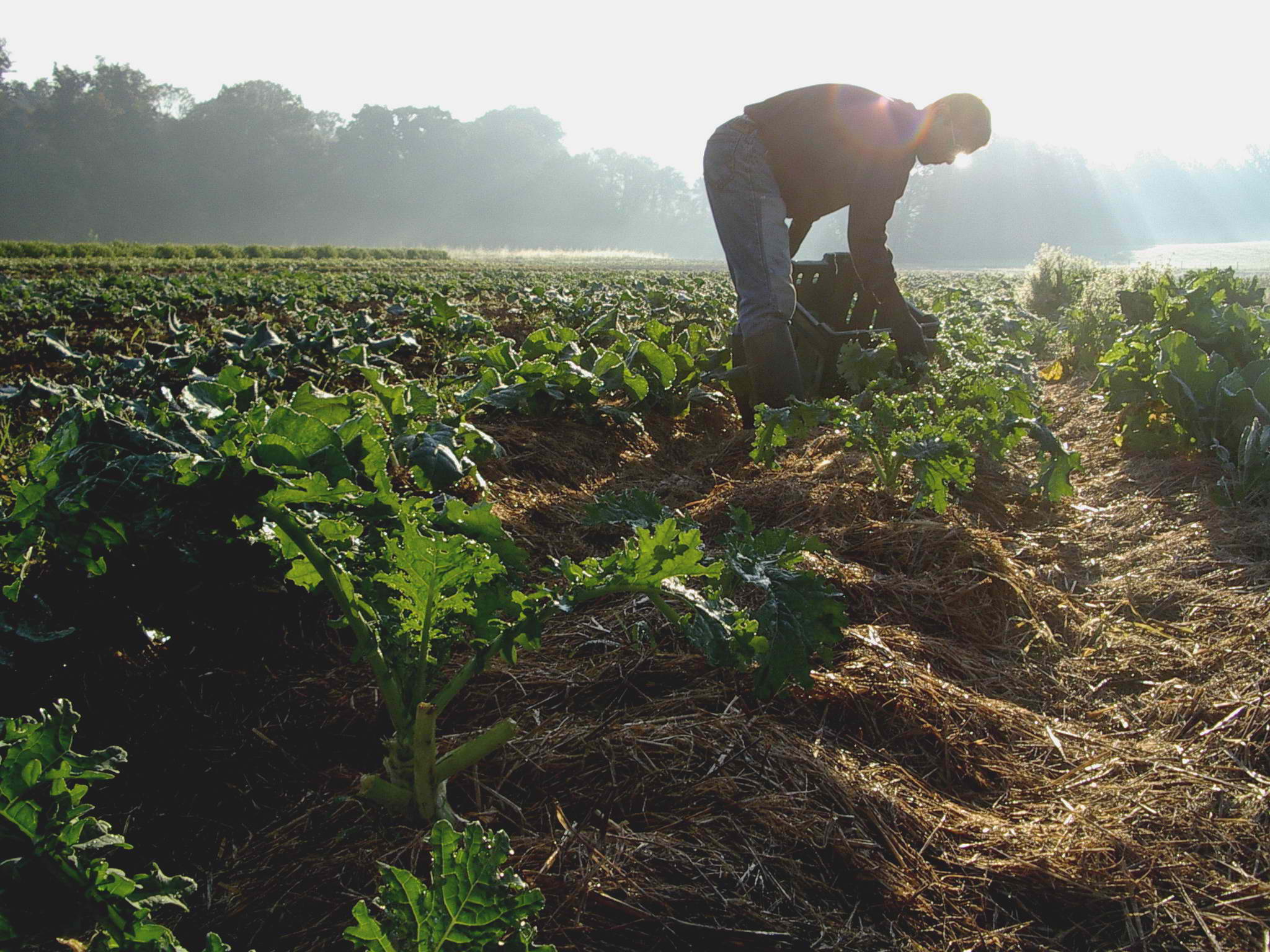 Le nuove frontiere dell’Agroecologia “per la rinascita del Sud”: 4 giorni di convegni fra Napoli e Capua sull’Agricoltura Biodinamica